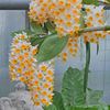 dawmyint0787