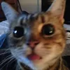 peepwastakenwastaken