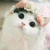 nanarahman89