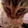 ttoptop_3