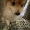 yrn_nico22