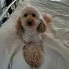 evapoodlekingdom