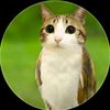 ansar_284