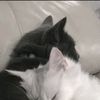killer_cat709