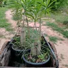 chia_tong