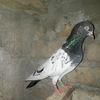 masoom_hamad453