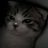 avelly_ff0