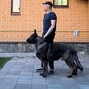 Zorg Marinchuk K-9