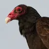 themostinfamous1