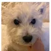 westieluvmuffin