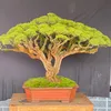 hoangduchai20