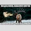slonovi_yaici