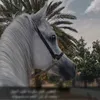 dod__1