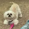 thesillygoose23