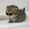 reksfrr