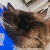 cemongthemeow
