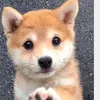 masa1506kuma