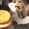 cheeseburger018392