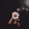 clynophile_97