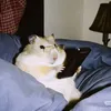 wildhamster_0.0_