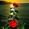mahamedahmed773