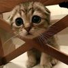 hafsa__72_