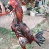 chaniag012