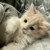 anechcaaw0