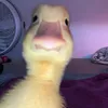 patoadm1