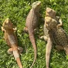 azardragons