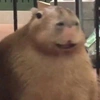 duckcapybara_5