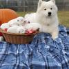 puppycrewsamoyeds