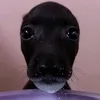 xautraidccaibingu