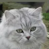 meo_meow03