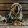 highcountrymastiffs