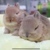mimimin73