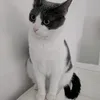liii_puffetta