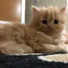 cimiow