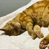 livesofmontyandjiji