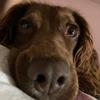 ruby_the_spaniel34