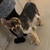 sheppypup