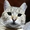 bigbenrambo