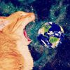 gatos_mustand