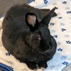 buttonthebunbun