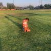 saaul_a