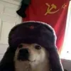 perrito.sovietico