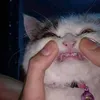 frncsira