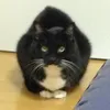 chiro_rengemonn