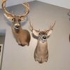 ncwhitetaildeerhunter
