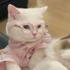 luxecay